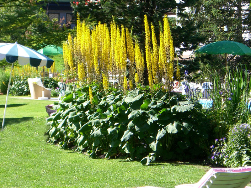 Ligularia stenocephala 'The Rocket' en fleurs au bord d'un cours d'eau en Autriche